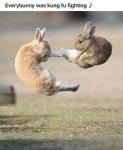 Everbunny was kung fu fighting.jpeg